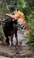 Tiger vs buffalo 🐃😱_wildlife _animals _funny _animallover _tiger _shorts(360P)