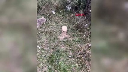 Korkunç olay! Ağaçlık alanda insana ait kafatası bulundu