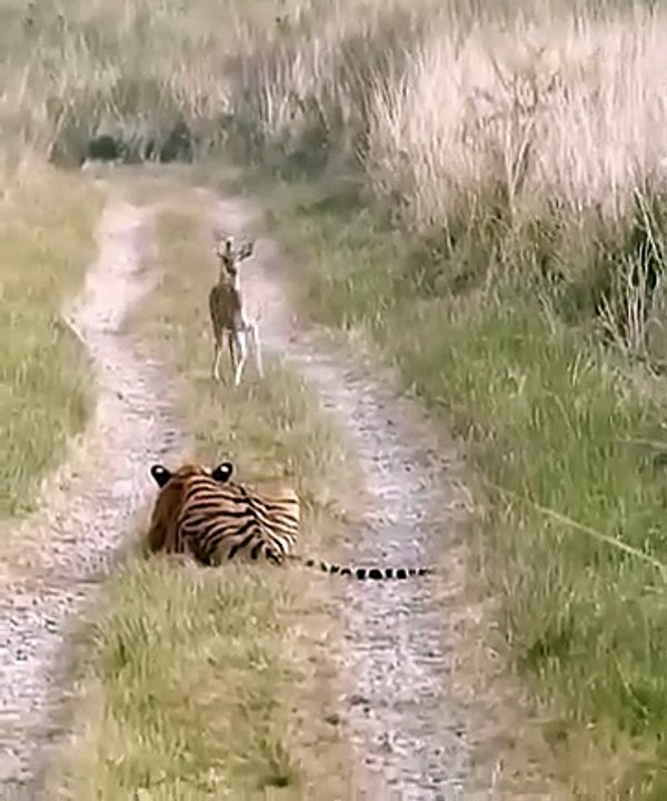 A Skilled Tiger Hunts and Gives the Antelope a Head Start Before its Last Breath(360P)
