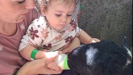Toddler feeds a baby goat but mistakenly believes the bottle belongs to her