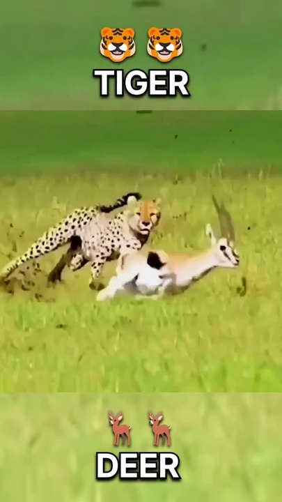 The tiger attacked the deer but the attempt failed _ _animals _tiger _deer _wildlife(720P_HD)