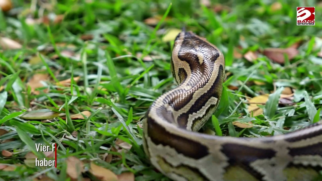 Diebe werden beschuldigt, Schlangen benutzt zu haben, um Geschäfte auszurauben