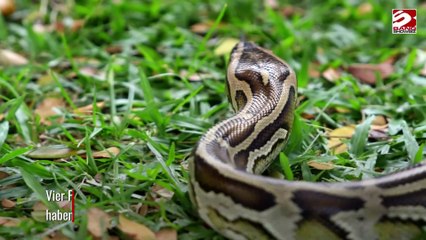 Diebe werden beschuldigt, Schlangen benutzt zu haben, um Geschäfte auszurauben