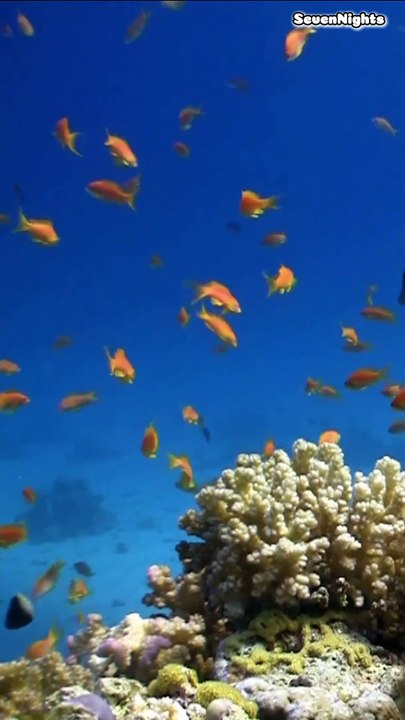 Sharm El-Sheikh, Egypt in One Minute_ The Crown Jewel of Egypt!- Short