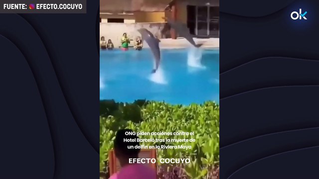 Clausuran el delfinario ilegal de un hotel Barceló tras un accidente y la muerte de dos ejemplares