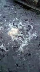 11 hari lagi lebaran, segera jual ikan lele kalian nanti keburu tutup