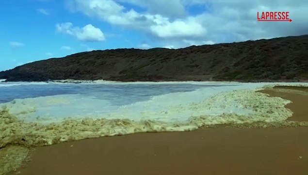 Australia, una strana schiuma bianca ricopre una spiaggia: pesci morti a riva e malori per i surfisti