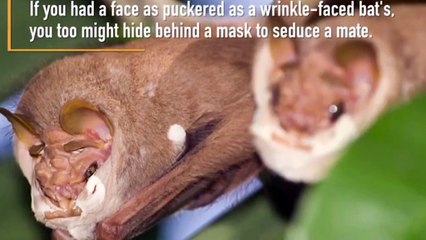 b'Vaddeo Morcego Cabea7a de Martelo'