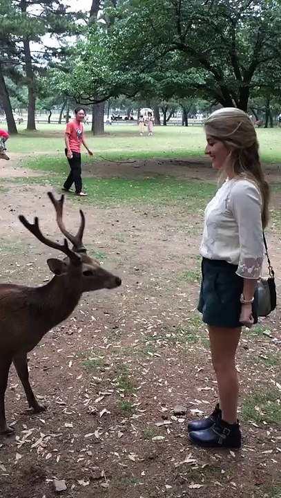 Bowing Deer of Nara_ Japan(480P)