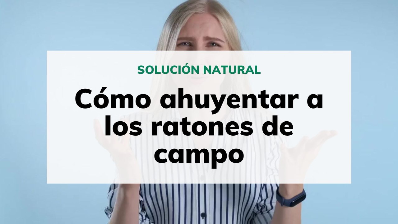 Cómo ahuyentar a los ratones de campo