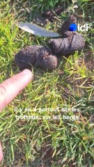 Déjections canines : tolérance zéro dans cette commune bretonne !