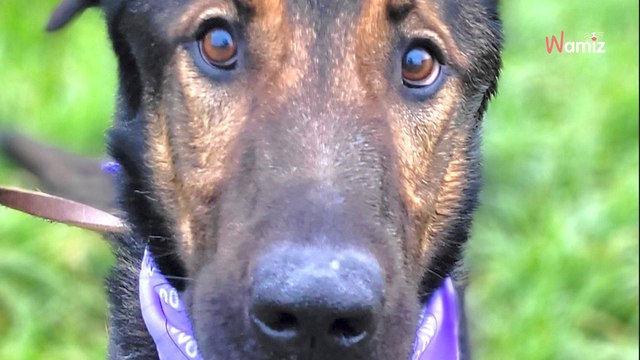 Shelter dog desperate for adoption, staff fear his anxiety may deter adopters