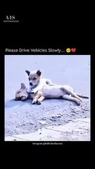 please drive slowly 🥺