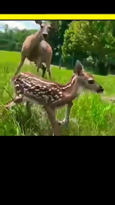 Cute baby deer🦌 sits like these to Survive __ _shorts _Viral _Trending(360P)