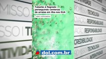 b'Registro do momento em que um tubaro solita1rio perseguiu centenas de arraias'