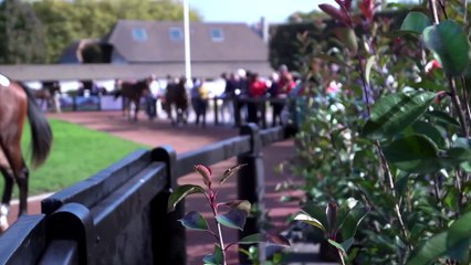 Arqana October Sale Day Two Review