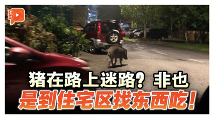 逾100公斤猪路上窜 安邦美嘉花园有山猪出没觅食