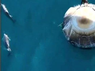 Delfine heißen Astronauten auf der Erde Willkommen