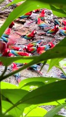 Amazon birds