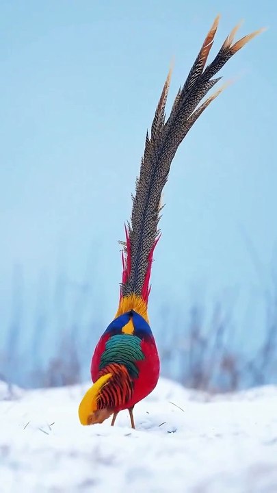Amazon birds