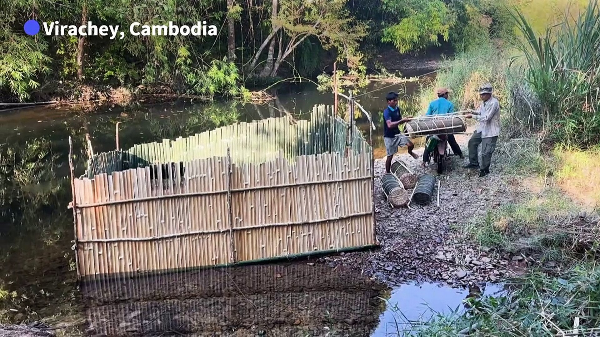 ⁣Saving Cambodia's critically endangered Siamese crocodiles