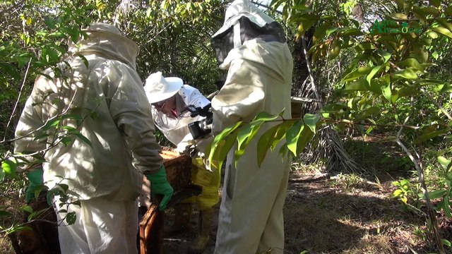 b'PGM Agroamazb4nia - Cadeia produtiva do Mel no Para1'