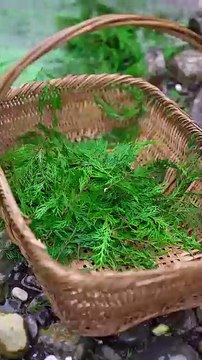 Discover the fascinating process behindmaking ancient shampoo using traditionalmethods and natural ingredients. Watch asage-old techniques bring this timeless beautysecret to life! #interesting #Asia #Amazing #trendingreels#viralvideo #dailypost #fypage