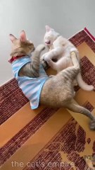 Too Cute! My Cats Playing Together 💕🐱