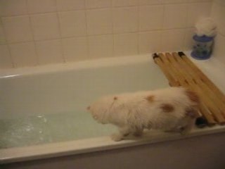 Mogwai et la baignoire