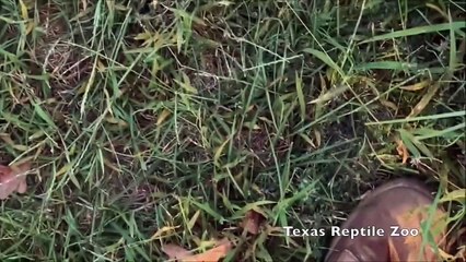 Ce serpent à sonnette se prend pour un vrai petit chien