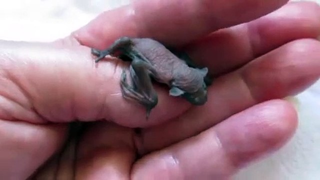 Ce bébé chauve-souris a le hoquet