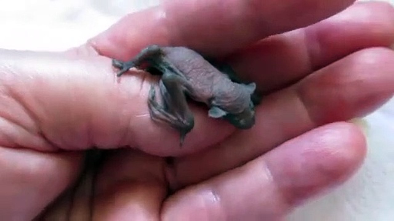 Ce bébé chauve-souris a le hoquet