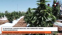 El desafío del cannabis medicinal más formación y menos trabas burocráticas