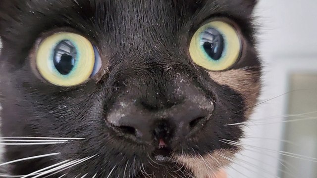 This Cat Has Two Noses and Is Looking for a Home!