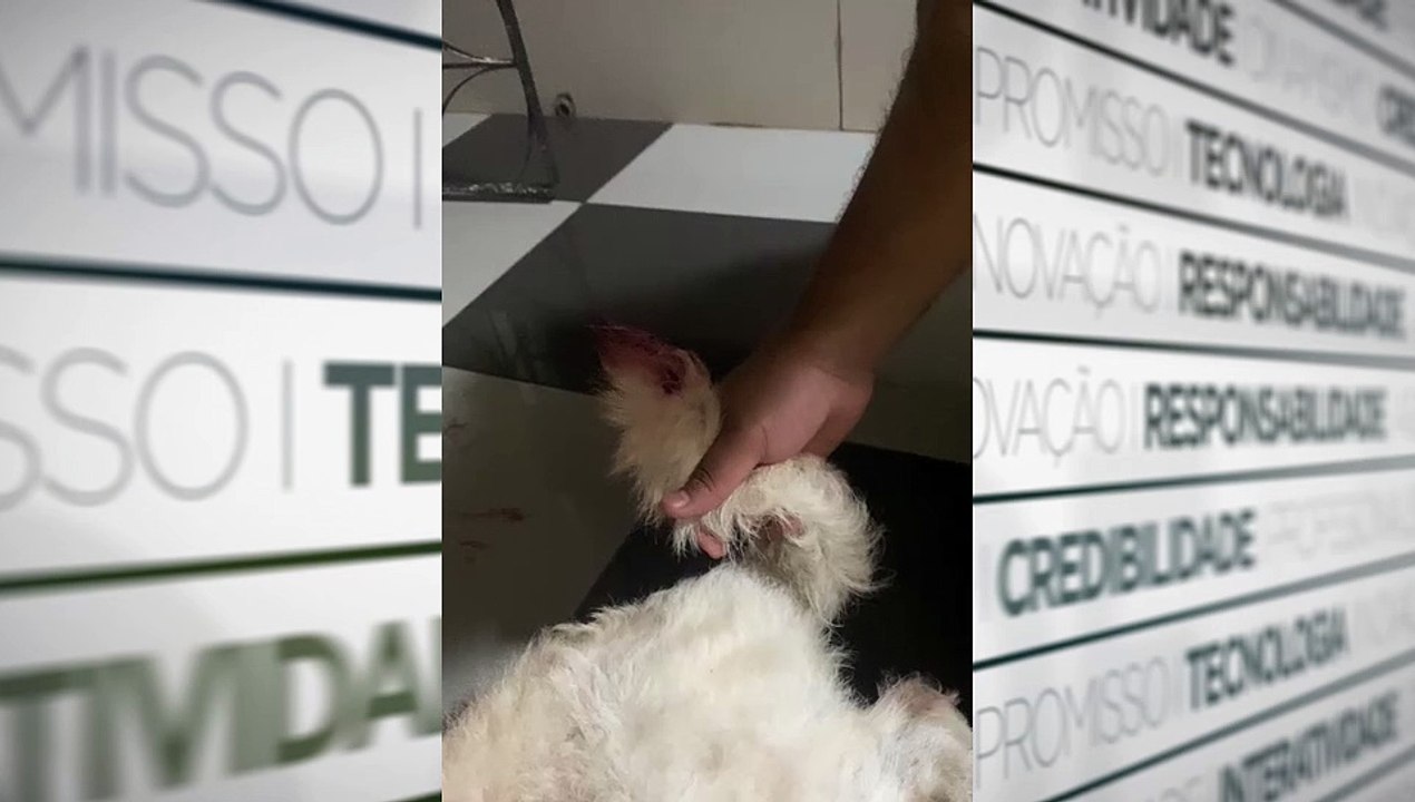 b'Cadela rabo cortado'