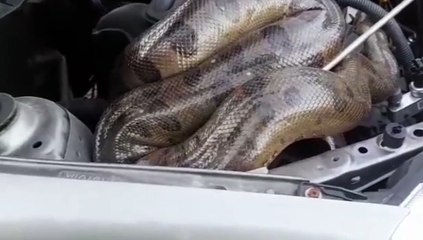 b'cobra encontrada em motor de carro na cidade velha'