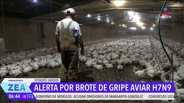 Alertan por brote de gripe aviar H7N9 en Misisipi, Estados Unidos