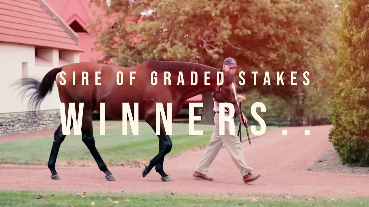 Breeders' Cup Champion Tapizar at Gainesway