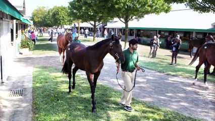 Two Tapit Yearlings from Two Superstar Producers at Taylor Made