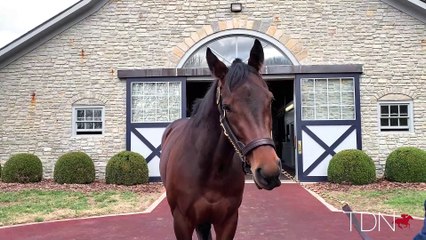 Mendelssohn, a New Son of Scat Daddy at Coolmore America