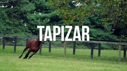 Tapizar, at Gainesway
