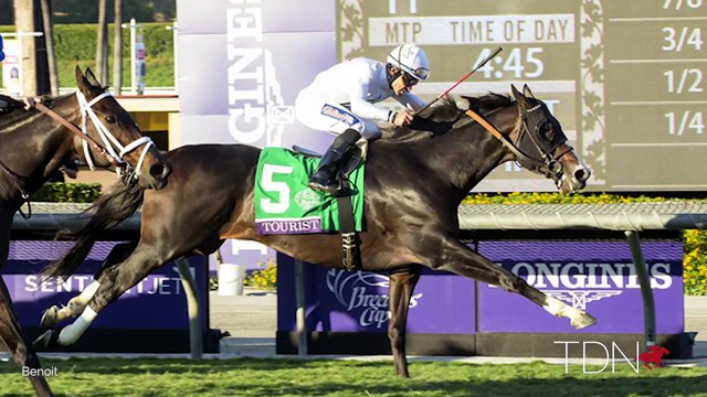 Speightster, Tourist, Outwork and Their First-Crop Yearlings