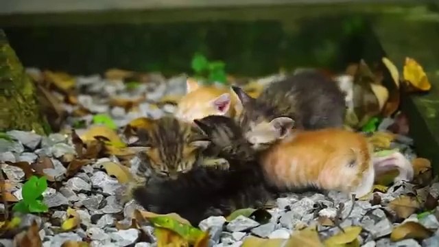 Kitten cute meowing - Kitten calling for mom - Cat play with dogs, fishes, chickensKitten cute meowing - Kitten calling for mom - Cat play with dogs, fishes, chickens Cute kittens meow, calling their mothers, cats play with familiar animals such as dogs,