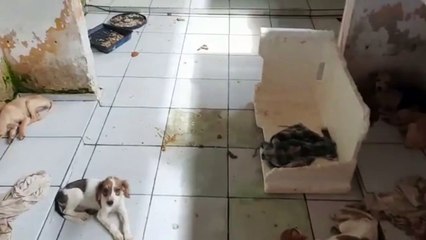 b'Ces e gatos abandonados em feira'