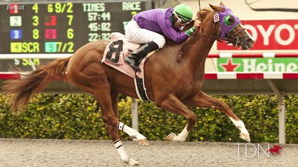 California Chrome: First Yearlings to Sell in July