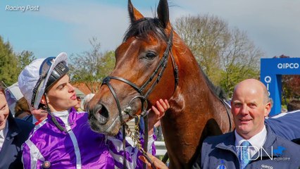 TDN New Stallions - Magna Grecia