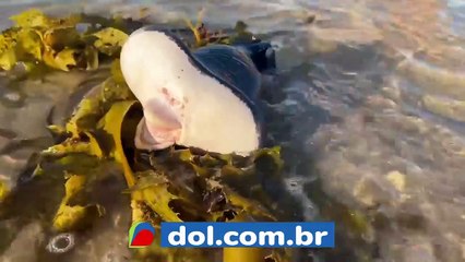 b'Criatura misteriosa a9 encontrada em praia'