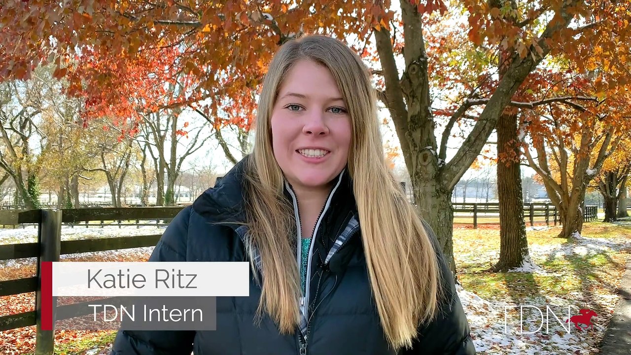 TDN New Stallions: Maximus Mischief and Coal Front