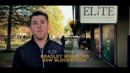 The Arqana December Sale