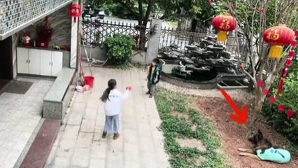 b'Cachorro salva criana7a'